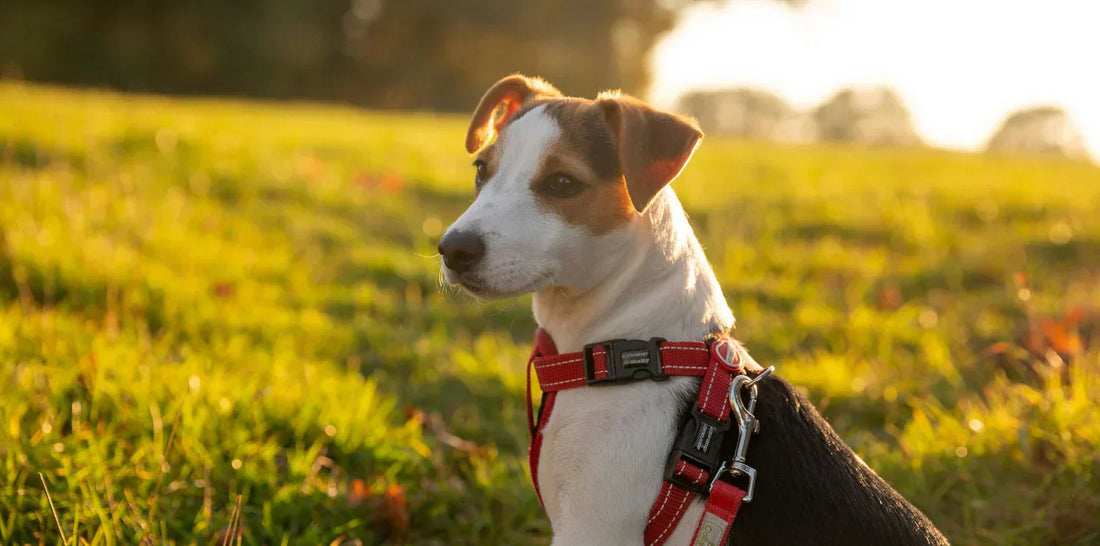 Dog Collar vs. Harness: Does it Really Make a Difference?