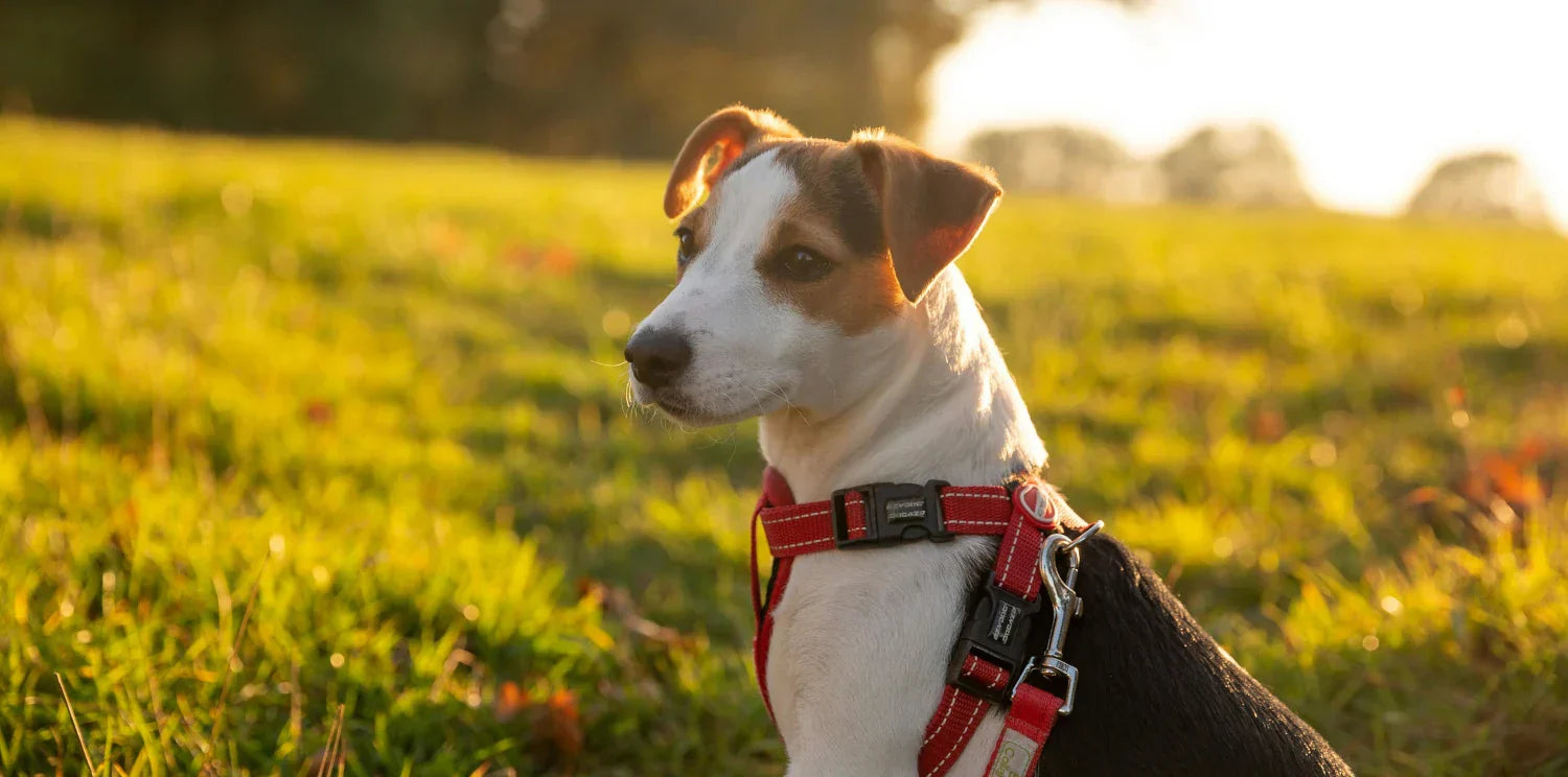 Kaulapanta vai valjaat - Onko sillä väliä?