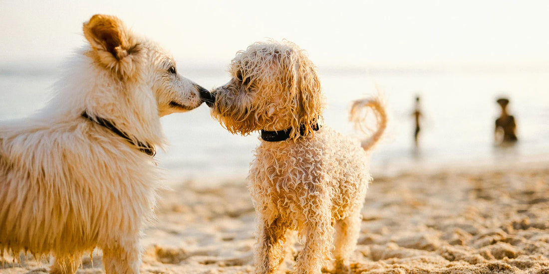Keeping your dog healthy while saving the environment
