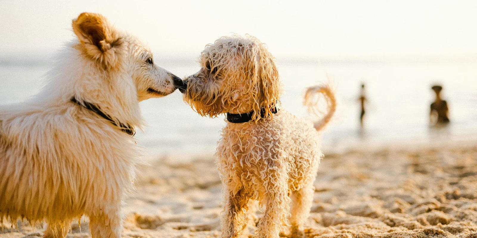 Keeping your dog healthy while saving the environment