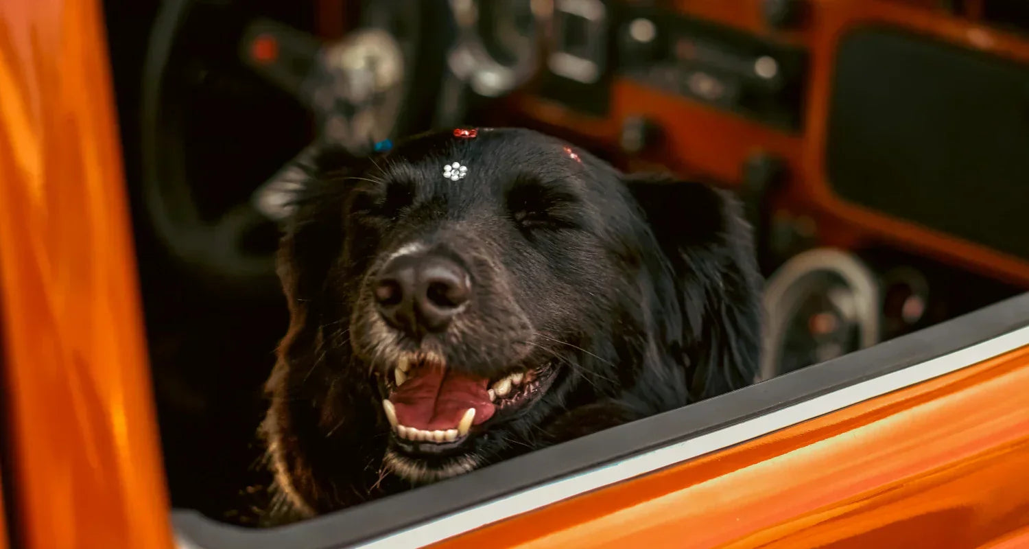 Matkusta koiran kanssa autolla - Vinkkejä koiranomistajille