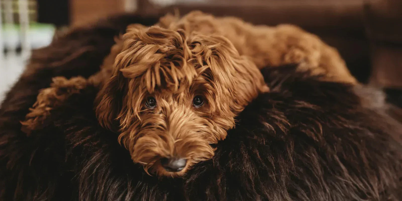 What kind of bed is best for your dog?