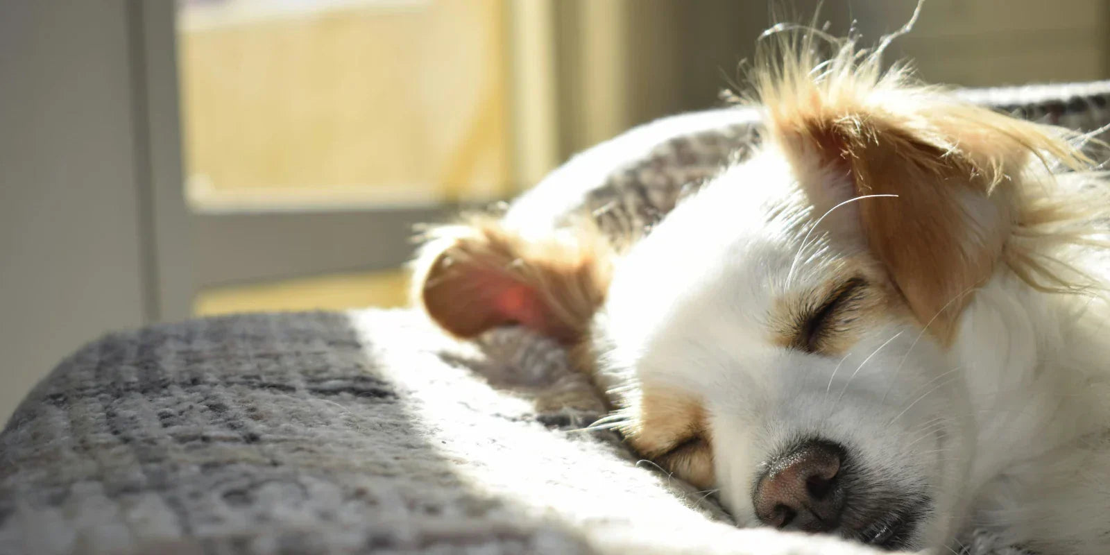 Is Your Dog Sleeping on Plastic? The Hidden Risks of Synthetic Pet Beds