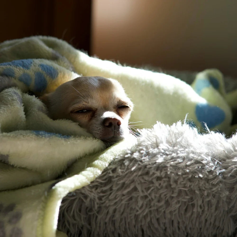 Koiran pedit ja sängyt