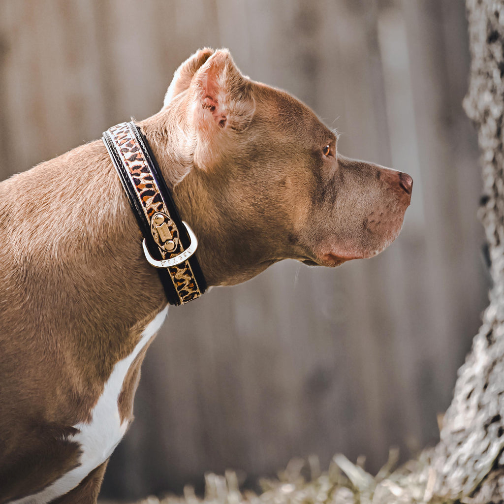 The Leopard Collar-3