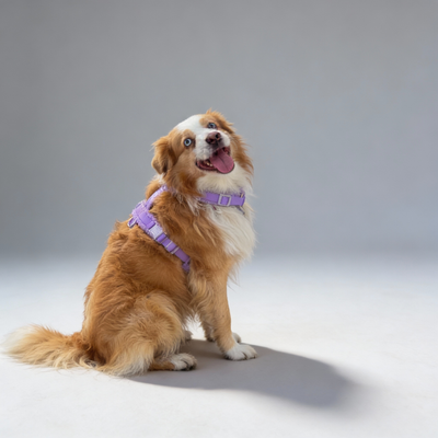 Teddy Harness & Leash Set – Violet Lavender