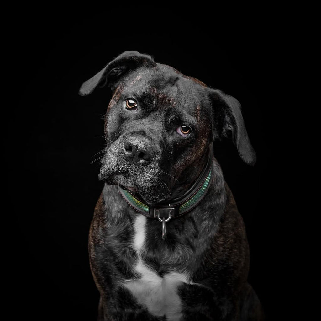 The ''D`Albertis'' collar-2