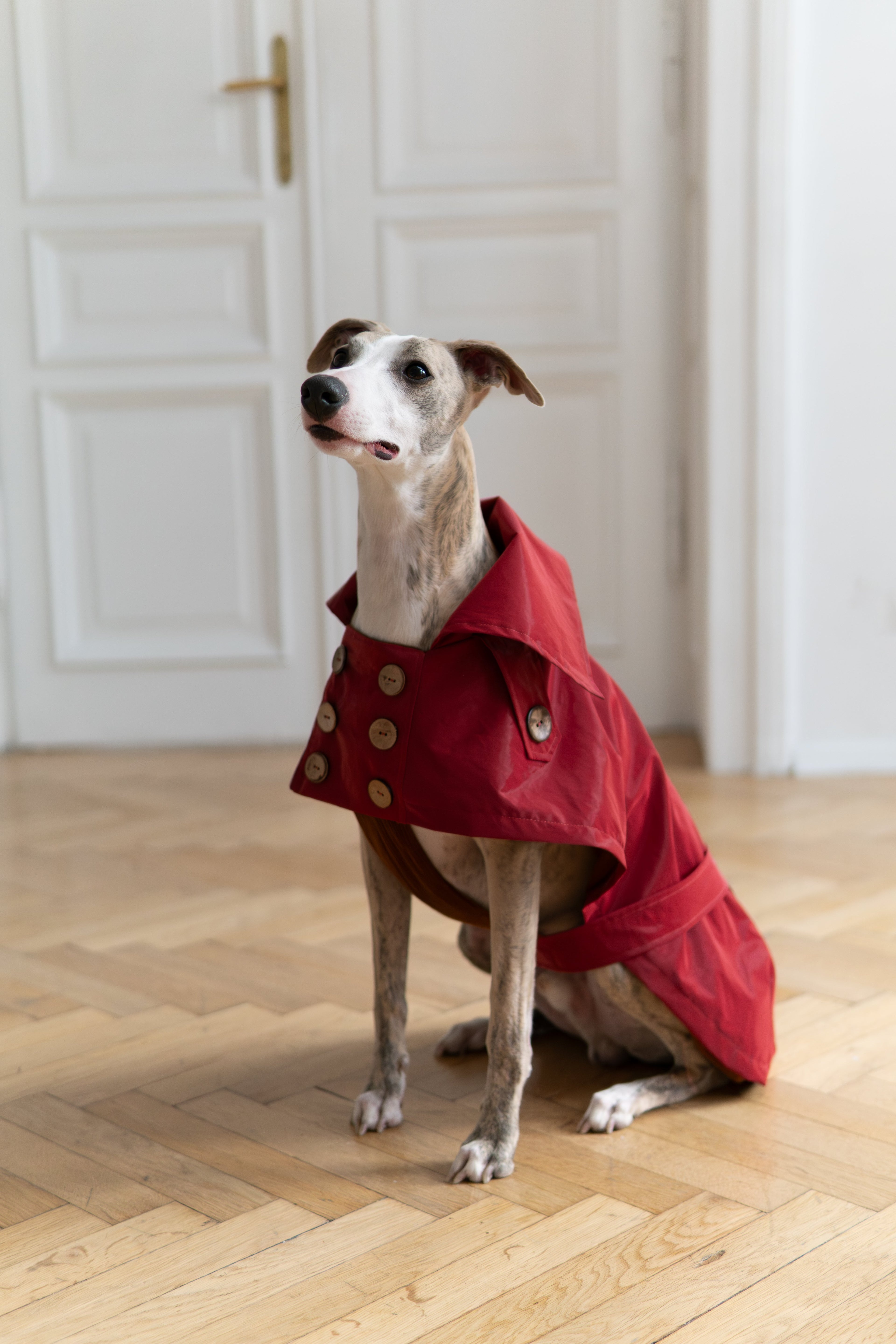 Water-repellent Dog Trench Coat - Burgundy Red-2