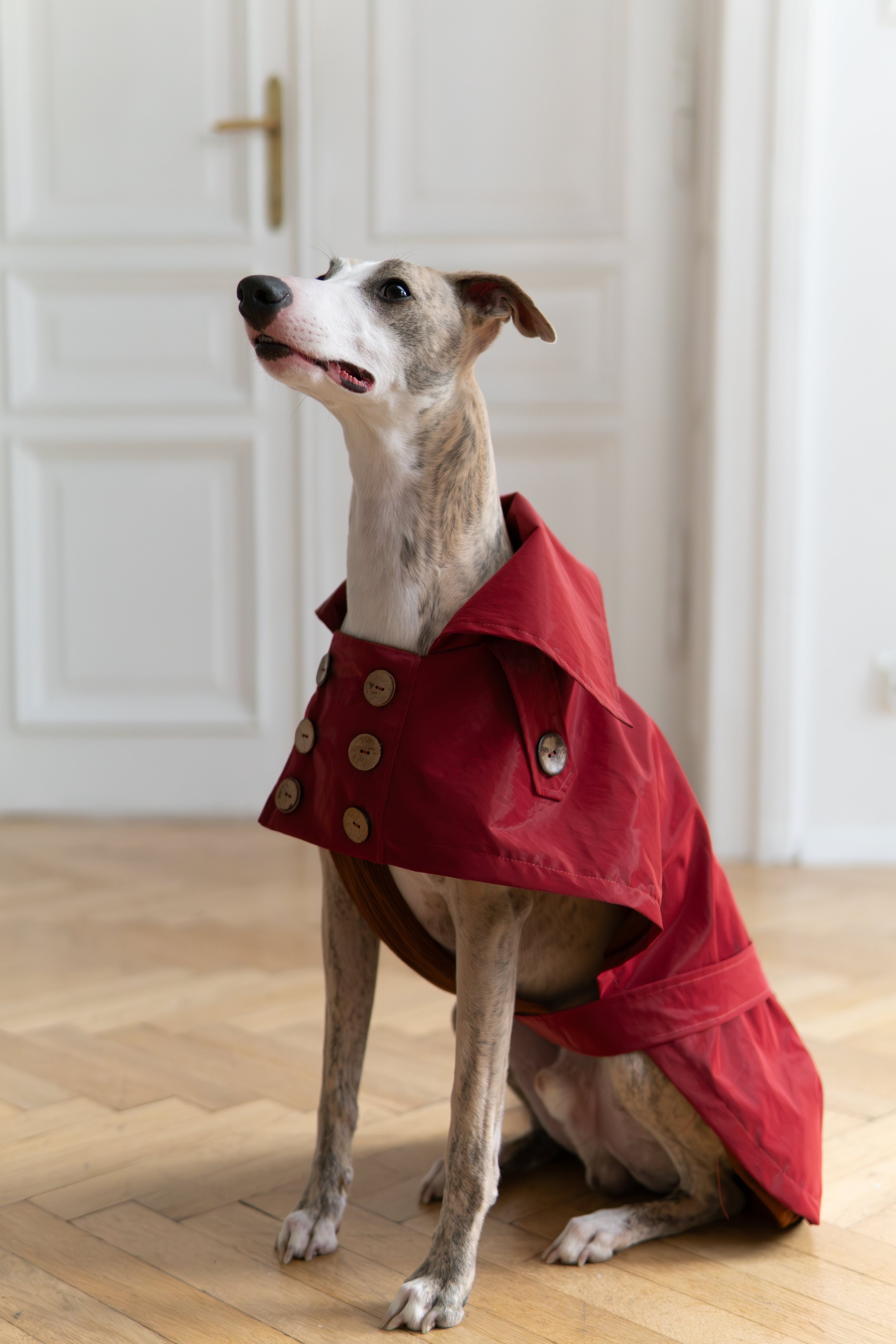 Water-repellent Dog Trench Coat - Burgundy Red-3