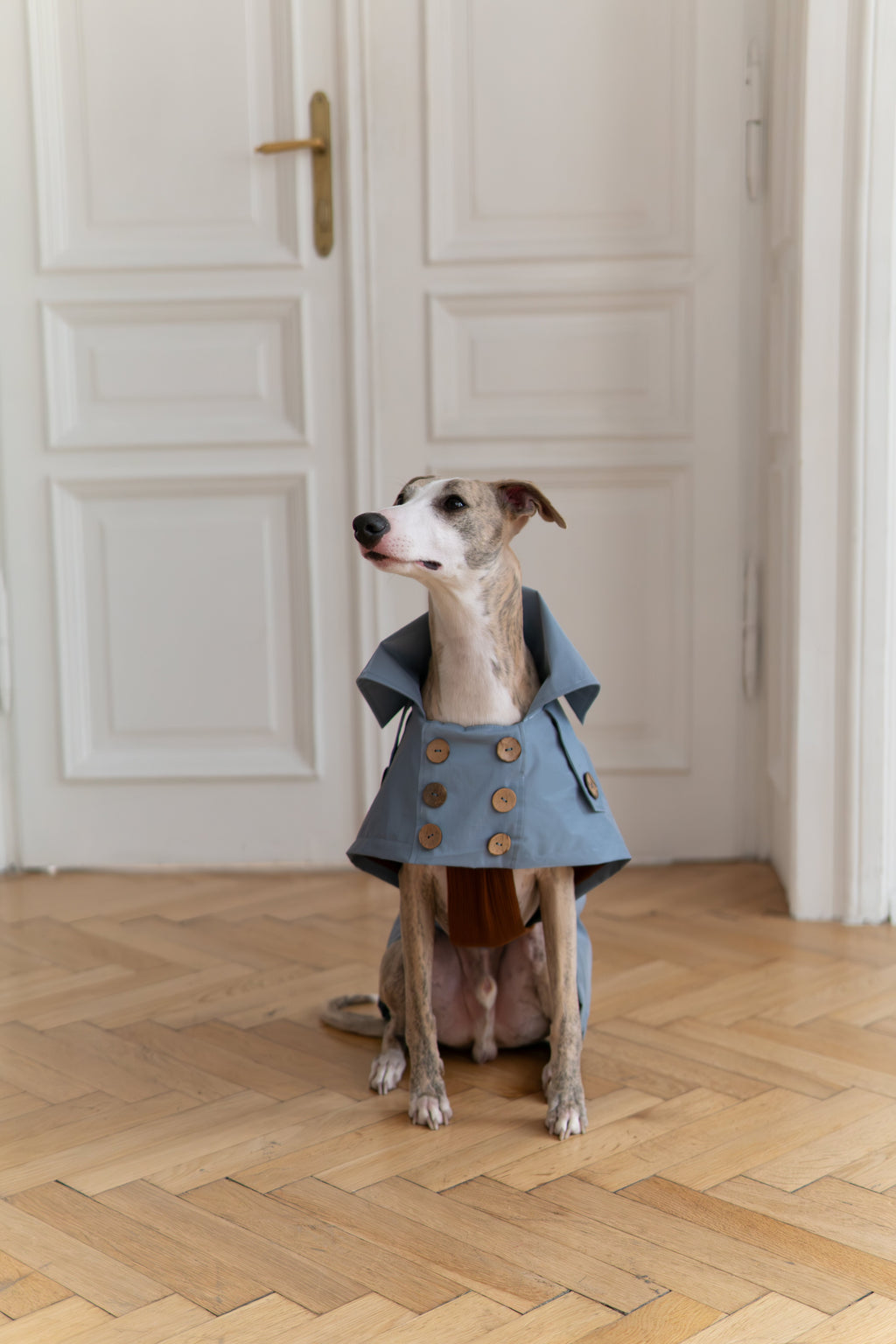 Water-repellent Dog Trench Coat - Light Blue-0