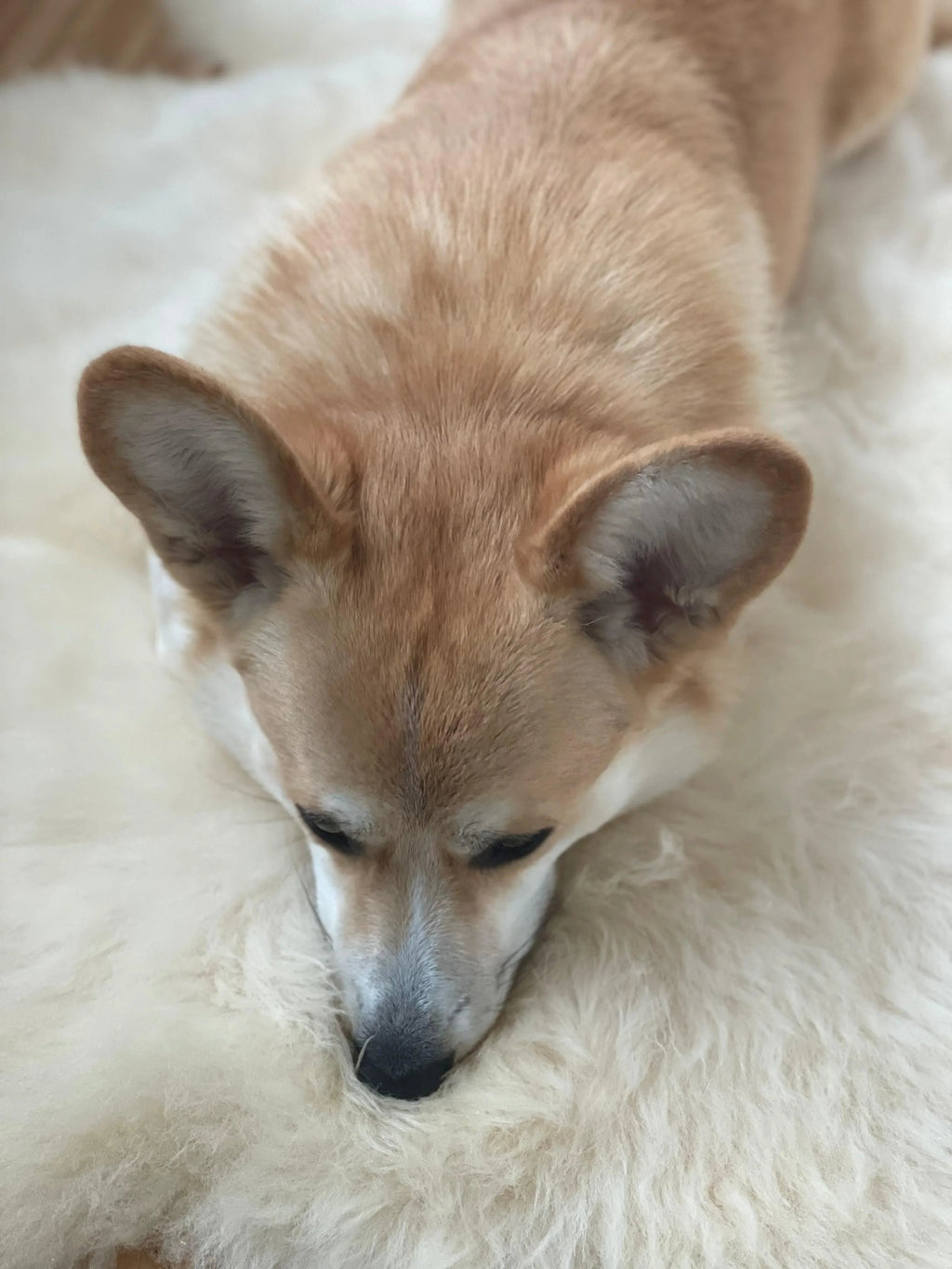 Natural Sheepskin Rug for Pet-1
