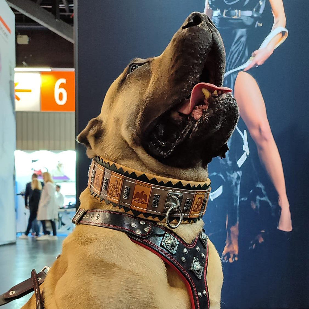 The ''SPQR'' Dog Collar-3