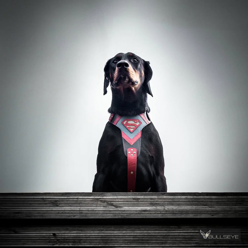Superdog Harness-2