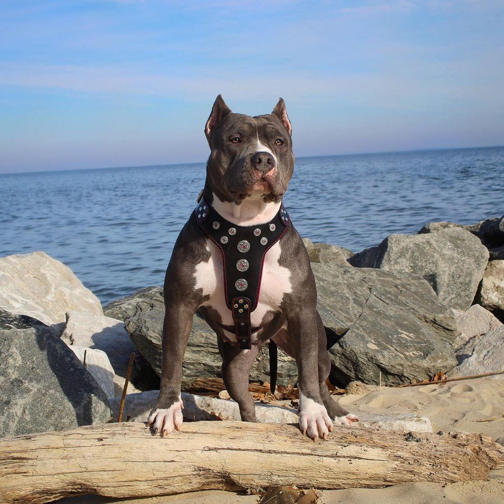 ''Bijou'' harness Black & Red for big dogs-2