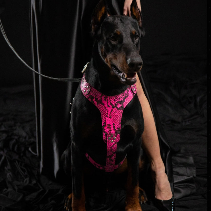 The ''Rock Python'' harness PINK-1