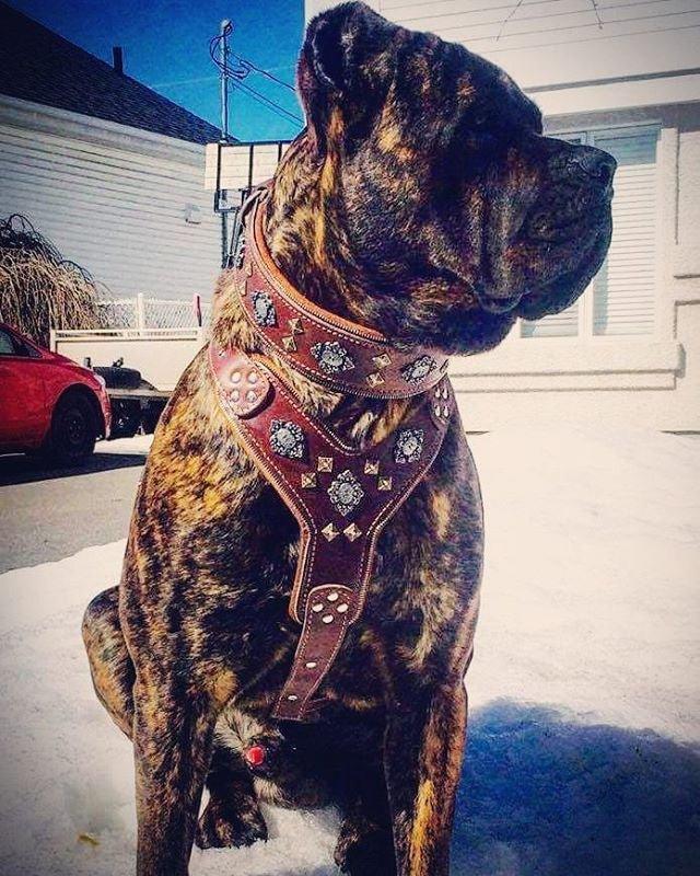The "Aztec" big dogs harness BROWN-2