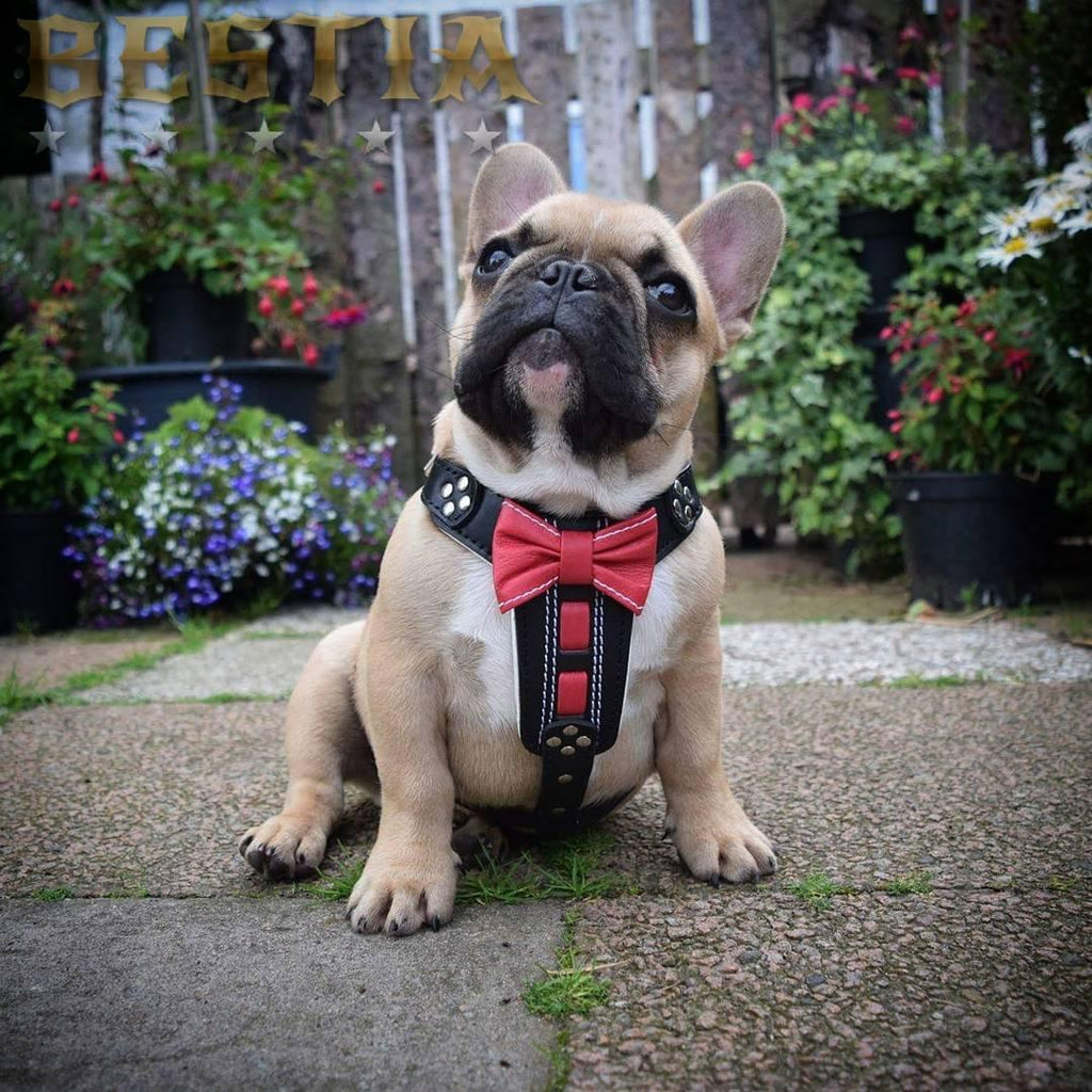 The "Bowtie" handmade leather harness black Small to Medium Size-1