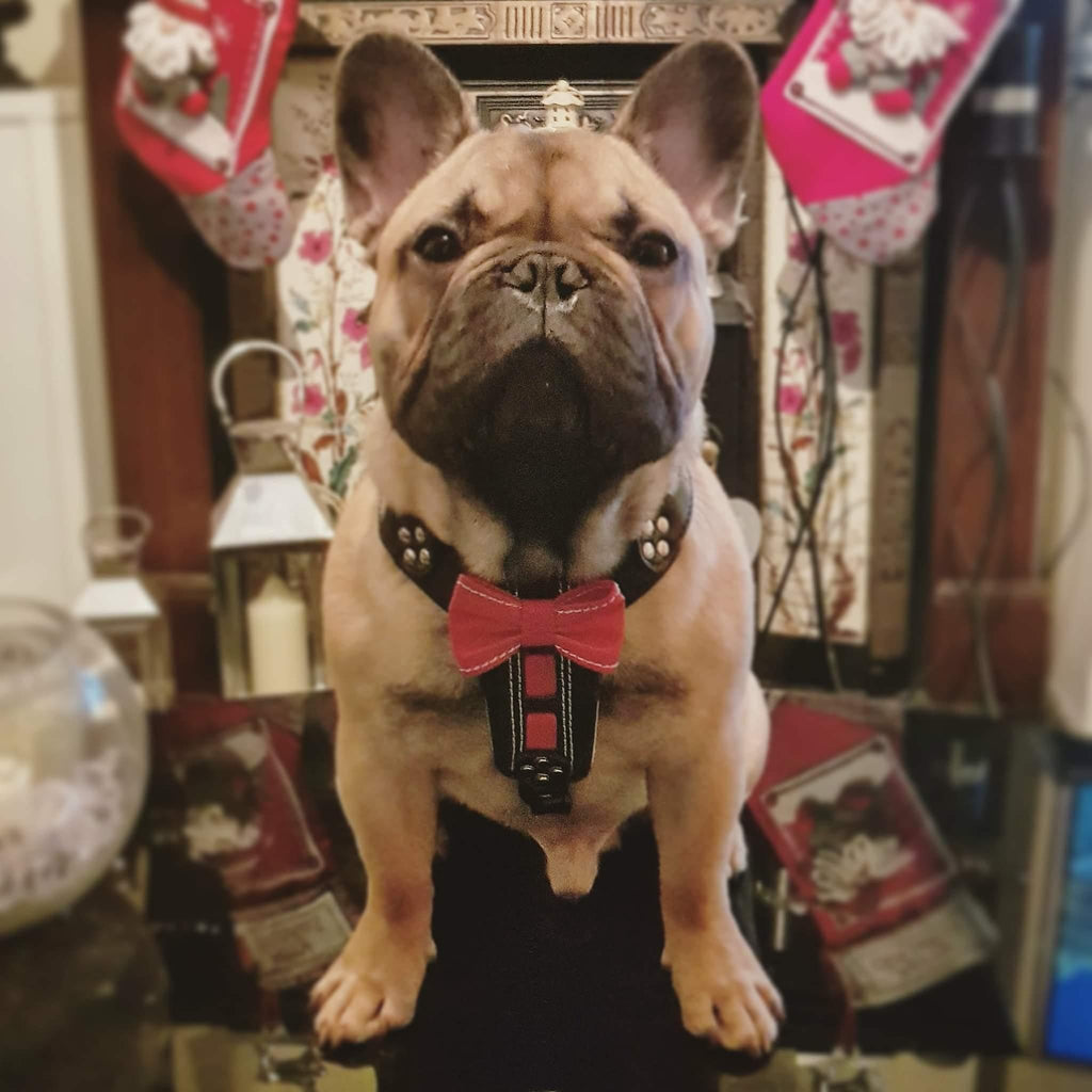 The "Bowtie" handmade leather harness black Small to Medium Size-2