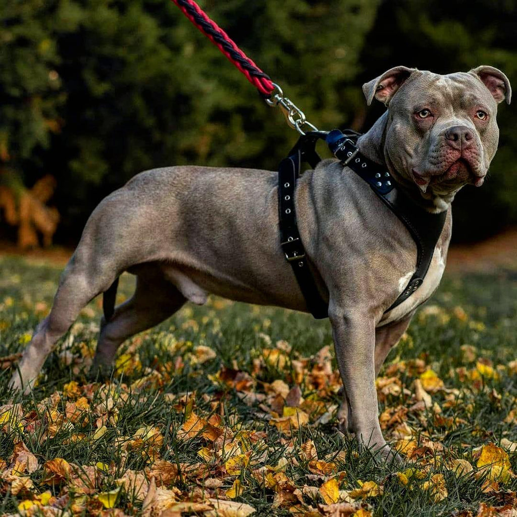 The ''Style'' harness Black-1